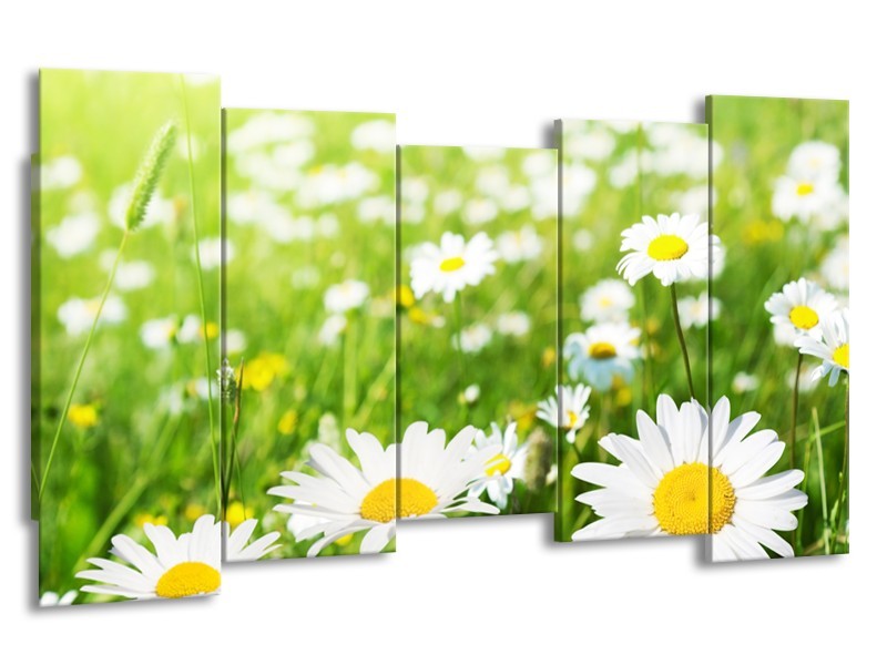Canvas Schilderij Madeliefje, Bloemen | Groen, Wit, Geel | 150x80cm 5Luik