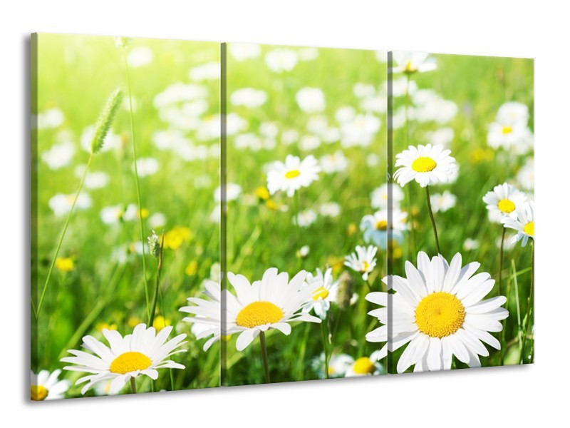 Canvas Schilderij Madeliefje, Bloemen | Groen, Wit, Geel | 165x100cm 3Luik