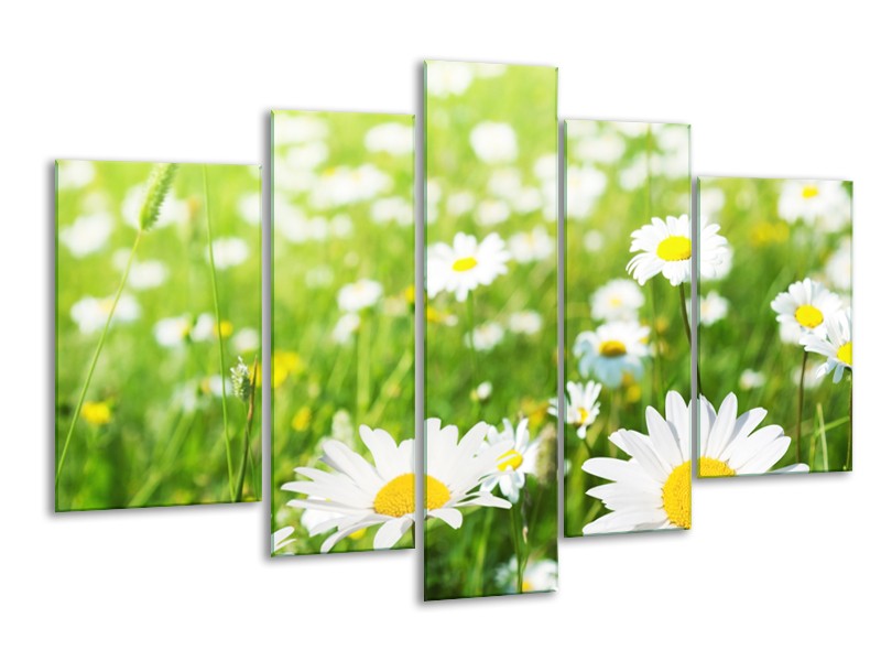 Canvas Schilderij Madeliefje, Bloemen | Groen, Wit, Geel | 170x100cm 5Luik