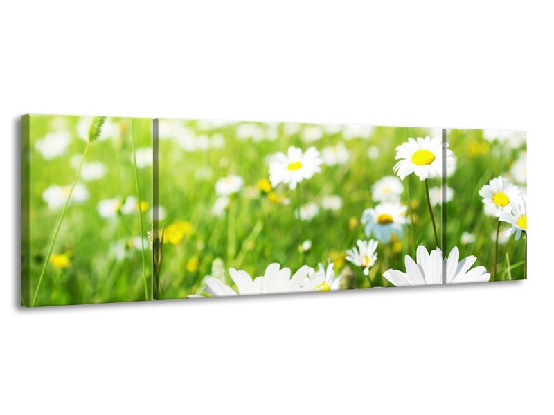Canvas Schilderij Madeliefje, Bloemen | Groen, Wit, Geel | 170x50cm 3Luik