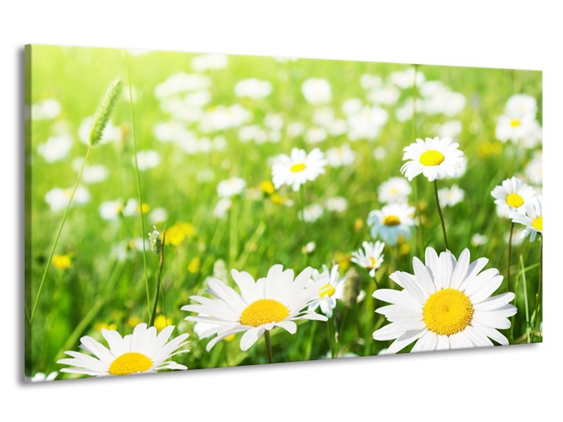 Canvas Schilderij Madeliefje, Bloemen | Groen, Wit, Geel | 190x100cm 1Luik
