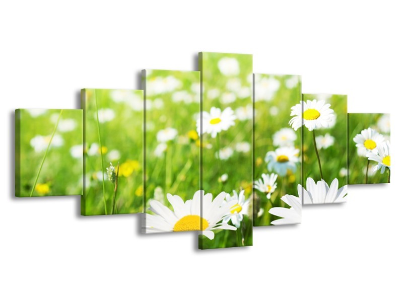Canvas Schilderij Madeliefje, Bloemen | Groen, Wit, Geel | 210x100cm 7Luik