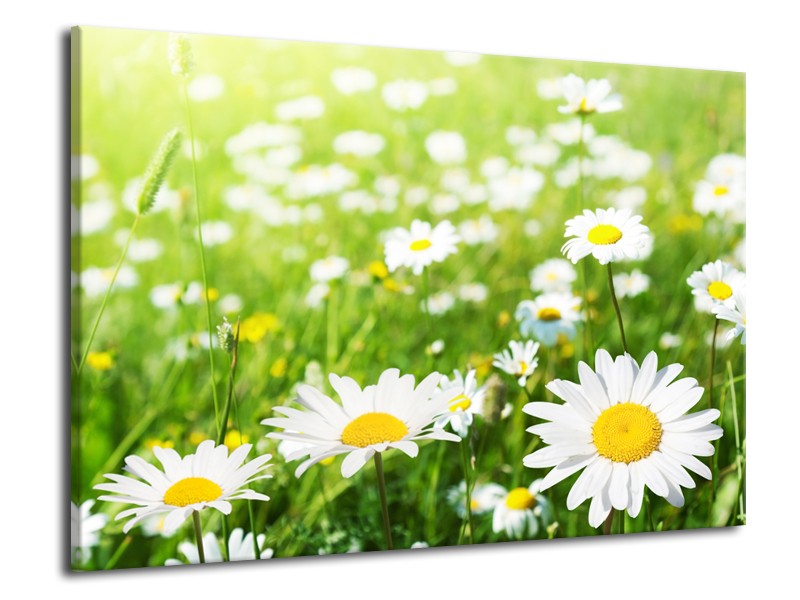 Canvas Schilderij Madeliefje, Bloemen | Groen, Wit, Geel | 70x50cm 1Luik