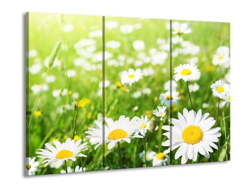 Glasschilderij Madeliefje, Bloemen | Groen, Wit, Geel | 60x90cm 3Luik