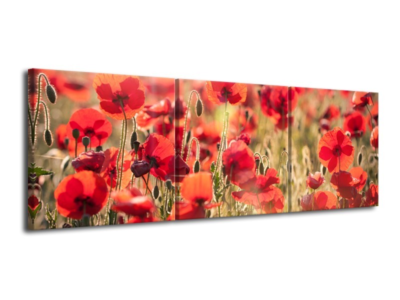 Canvas Schilderij Klaproos, Bloemen | Rood, Bruin | 120x40cm 3Luik