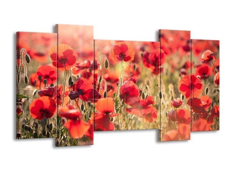 Canvas Schilderij Klaproos, Bloemen | Rood, Bruin | 120x65cm 5Luik