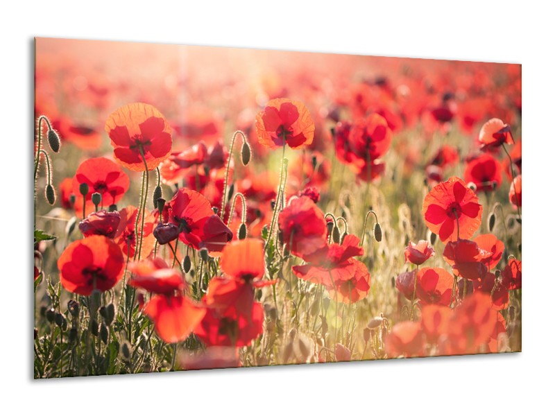 Canvas Schilderij Klaproos, Bloemen | Rood, Bruin | 120x70cm 1Luik