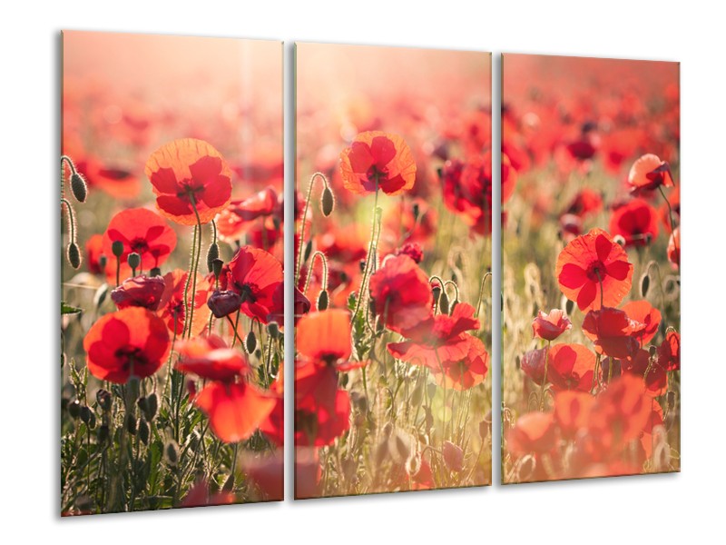 Glasschilderij Klaproos, Bloemen | Rood, Bruin | 120x80cm 3Luik