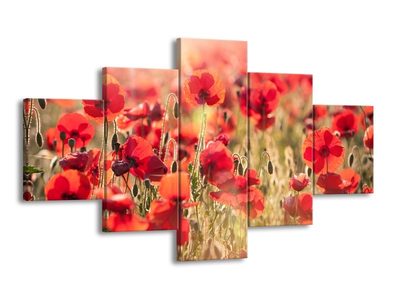 Glasschilderij Klaproos, Bloemen | Rood, Bruin | 125x70cm 5Luik