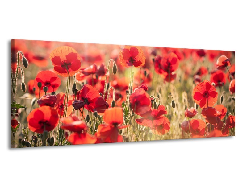 Canvas Schilderij Klaproos, Bloemen | Rood, Bruin | 145x58cm 1Luik