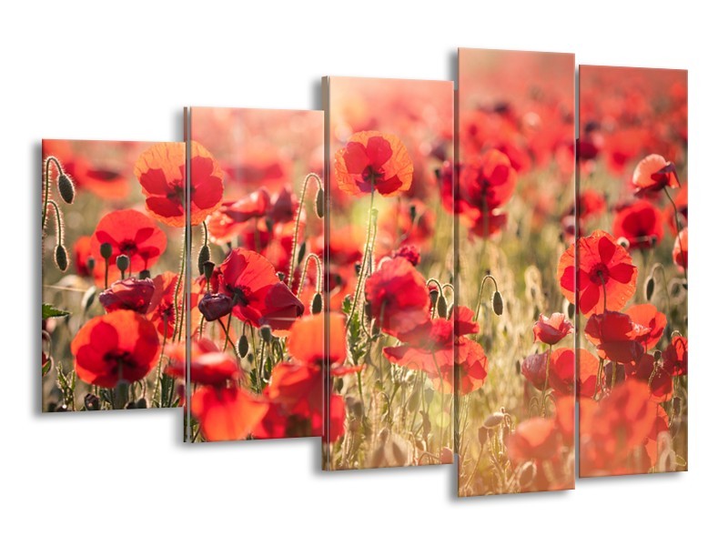 Glasschilderij Klaproos, Bloemen | Rood, Bruin | 150x100cm 5Luik