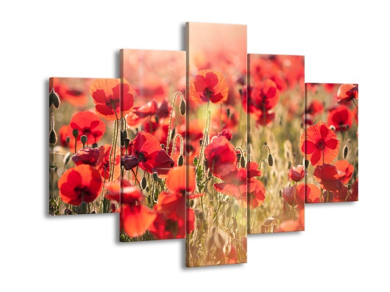 Glasschilderij Klaproos, Bloemen | Rood, Bruin | 150x105cm 5Luik