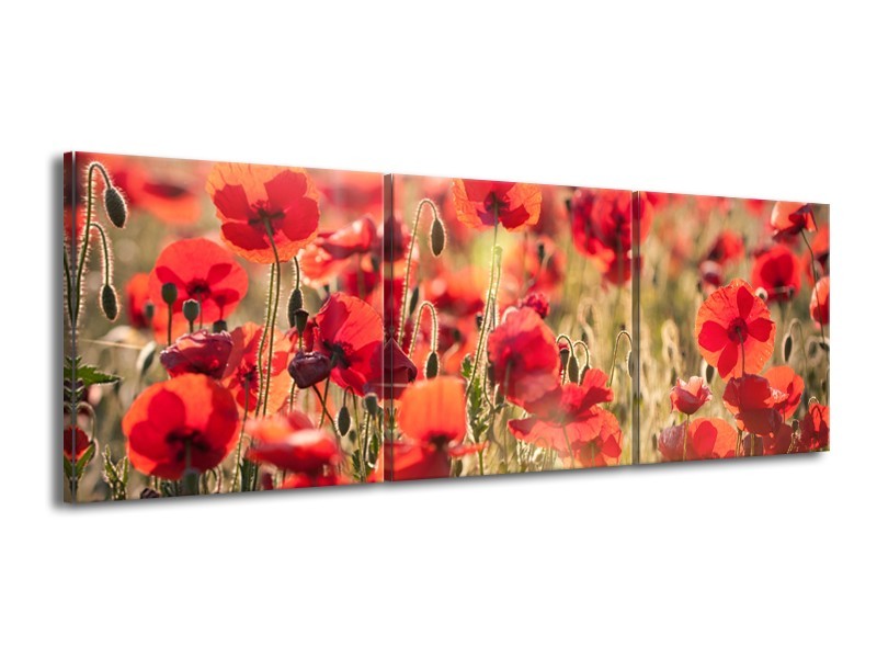 Canvas Schilderij Klaproos, Bloemen | Rood, Bruin | 150x50cm 3Luik