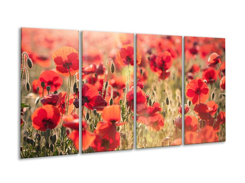 Glasschilderij Klaproos, Bloemen | Rood, Bruin | 160x80cm 4Luik