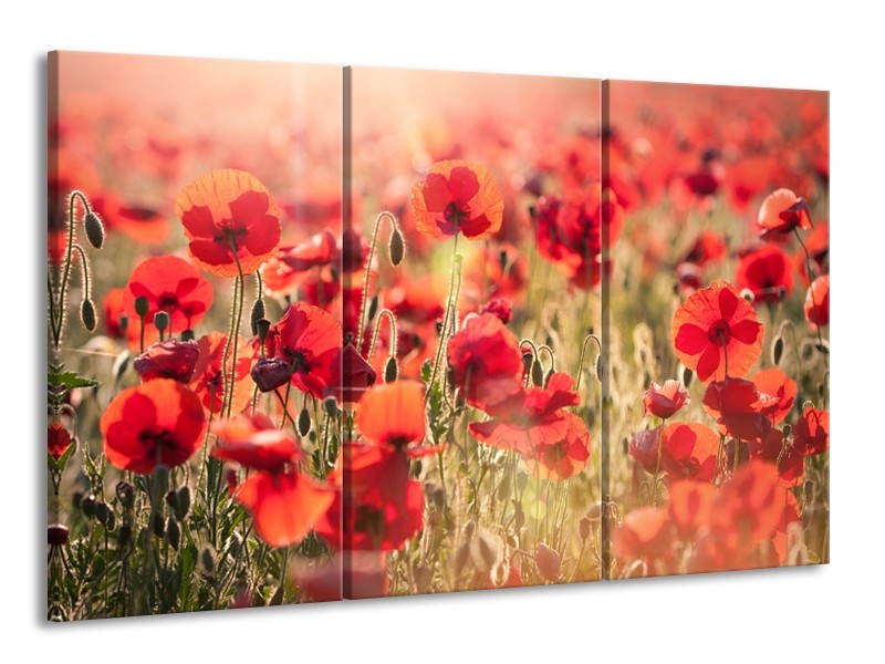 Canvas Schilderij Klaproos, Bloemen | Rood, Bruin | 165x100cm 3Luik