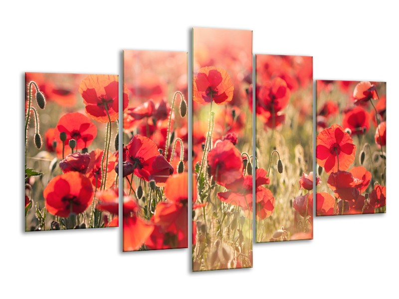 Glasschilderij Klaproos, Bloemen | Rood, Bruin | 170x100cm 5Luik