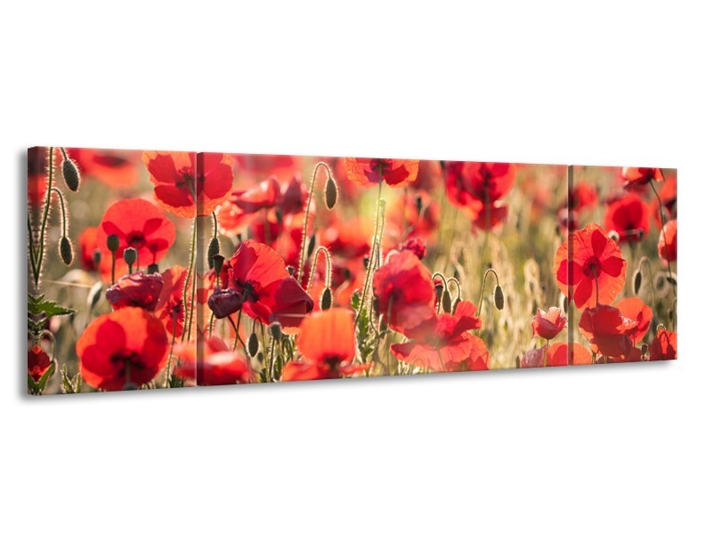 Glasschilderij Klaproos, Bloemen | Rood, Bruin | 170x50cm 3Luik