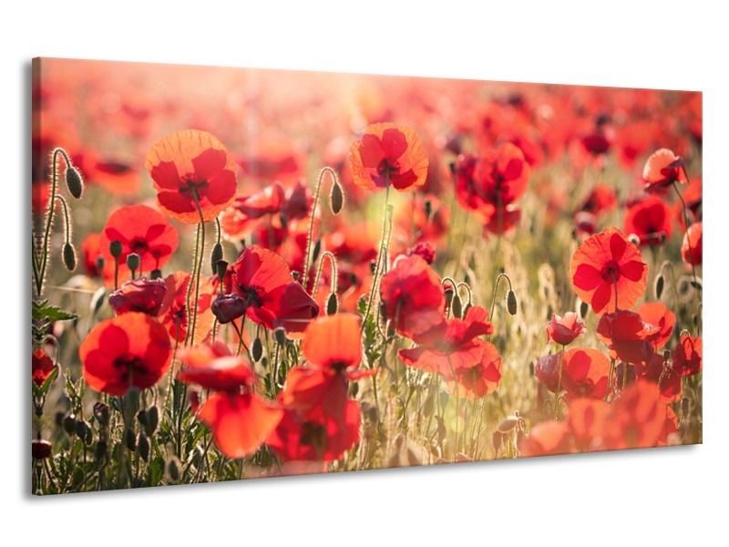 Canvas Schilderij Klaproos, Bloemen | Rood, Bruin | 190x100cm 1Luik