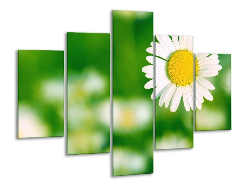 Glasschilderij Madeliefje, Bloemen | Groen, Wit, Geel | 100x70cm 5Luik