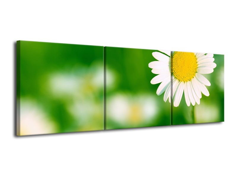 Canvas Schilderij Madeliefje, Bloemen | Groen, Wit, Geel | 120x40cm 3Luik