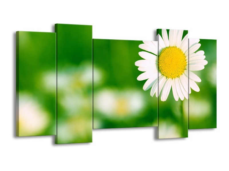 Glasschilderij Madeliefje, Bloemen | Groen, Wit, Geel | 120x65cm 5Luik