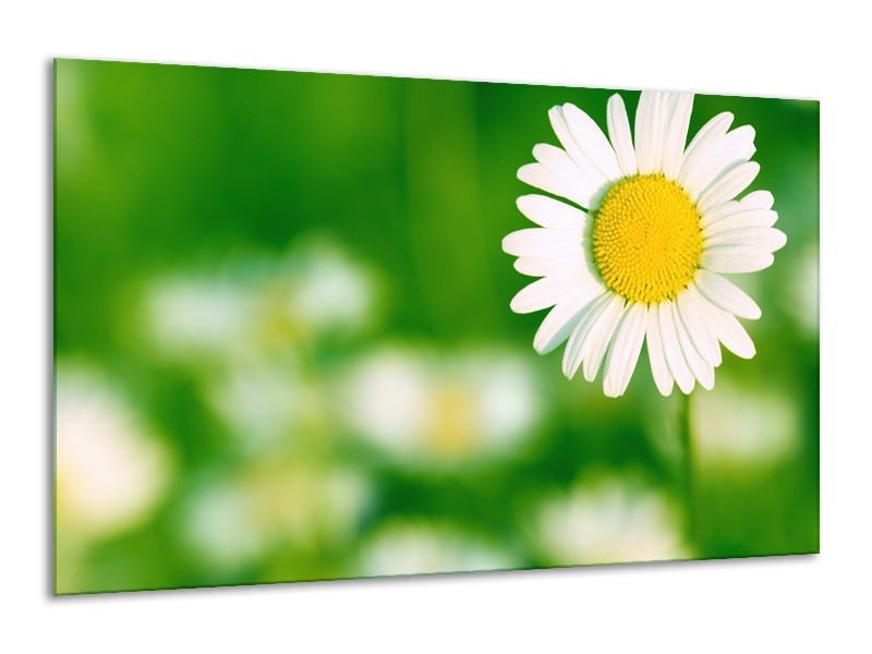 Glasschilderij Madeliefje, Bloemen | Groen, Wit, Geel | 120x70cm 1Luik