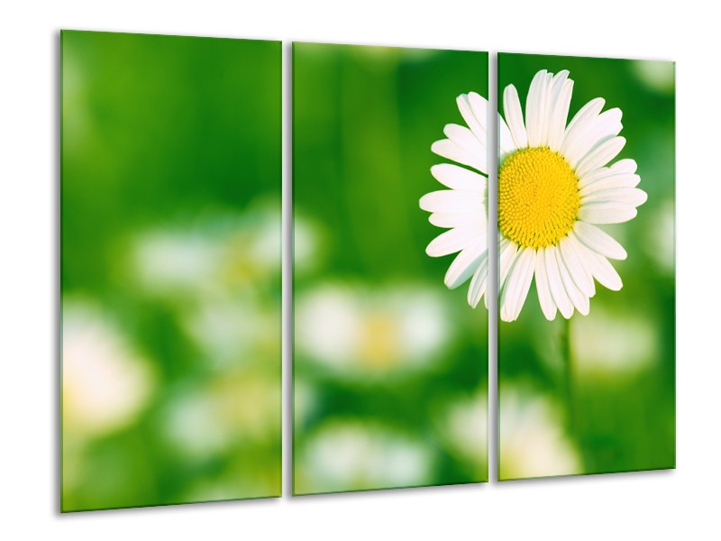 Glasschilderij Madeliefje, Bloemen | Groen, Wit, Geel | 120x80cm 3Luik