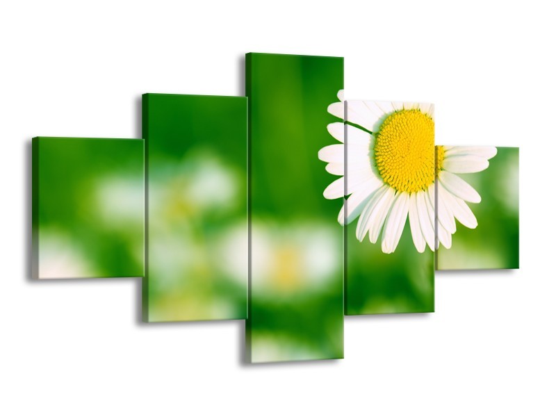 Canvas Schilderij Madeliefje, Bloemen | Groen, Wit, Geel | 125x70cm 5Luik
