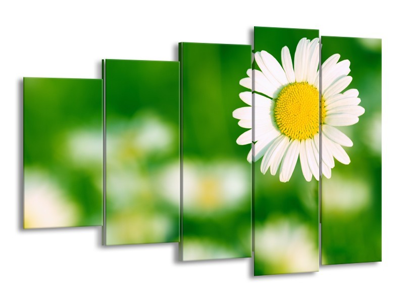 Glasschilderij Madeliefje, Bloemen | Groen, Wit, Geel | 150x100cm 5Luik