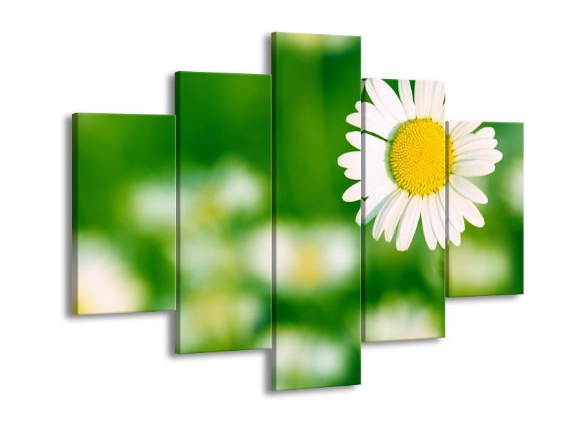 Canvas Schilderij Madeliefje, Bloemen | Groen, Wit, Geel | 150x105cm 5Luik