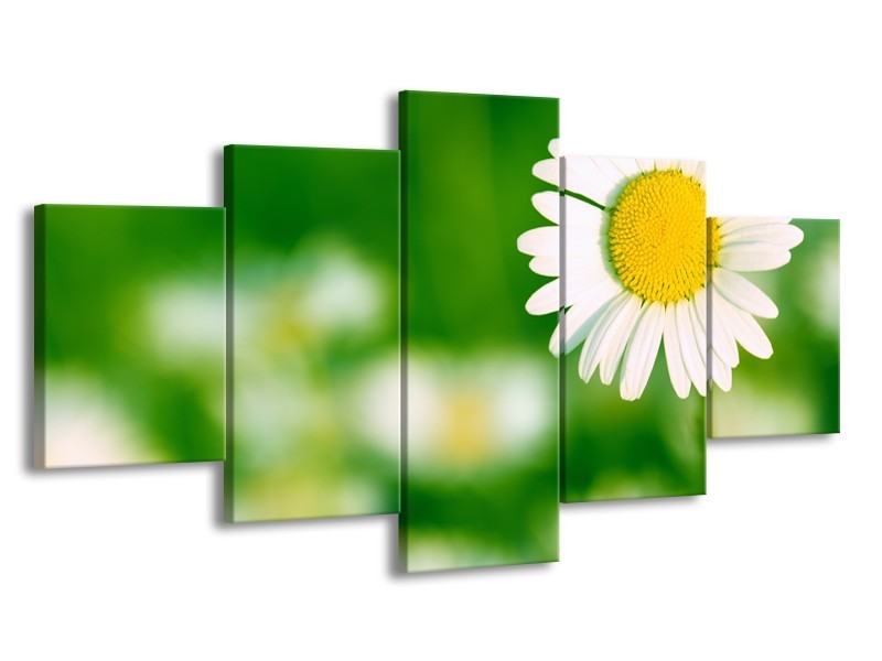 Glasschilderij Madeliefje, Bloemen | Groen, Wit, Geel | 150x80cm 5Luik