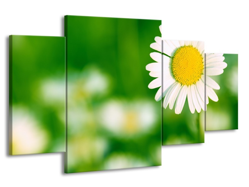 Glasschilderij Madeliefje, Bloemen | Groen, Wit, Geel | 160x90cm 4Luik