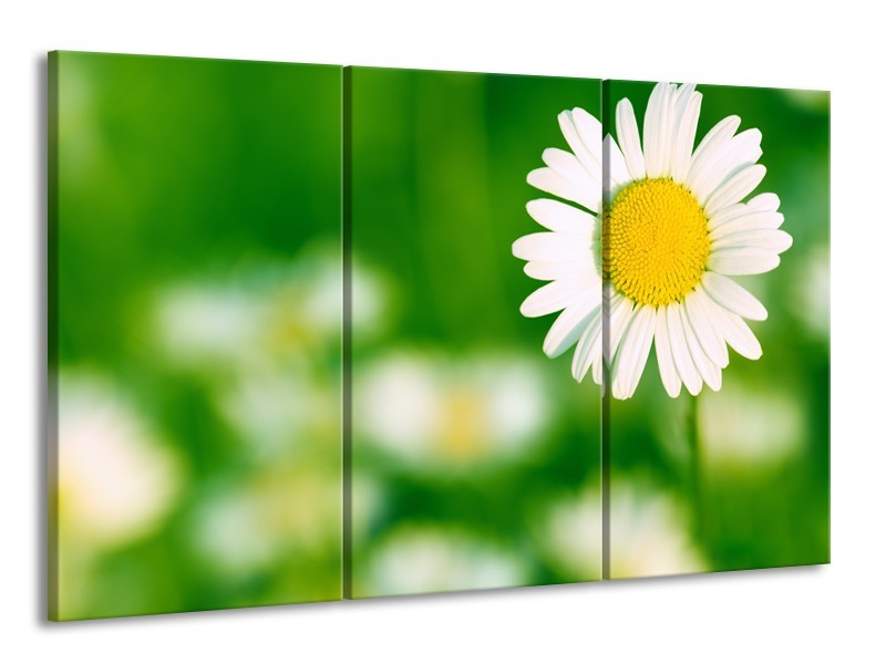 Canvas Schilderij Madeliefje, Bloemen | Groen, Wit, Geel | 165x100cm 3Luik