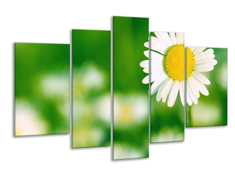 Canvas Schilderij Madeliefje, Bloemen | Groen, Wit, Geel | 170x100cm 5Luik