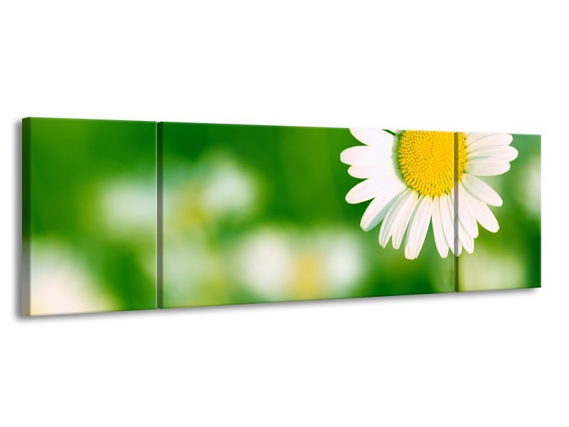 Canvas Schilderij Madeliefje, Bloemen | Groen, Wit, Geel | 170x50cm 3Luik