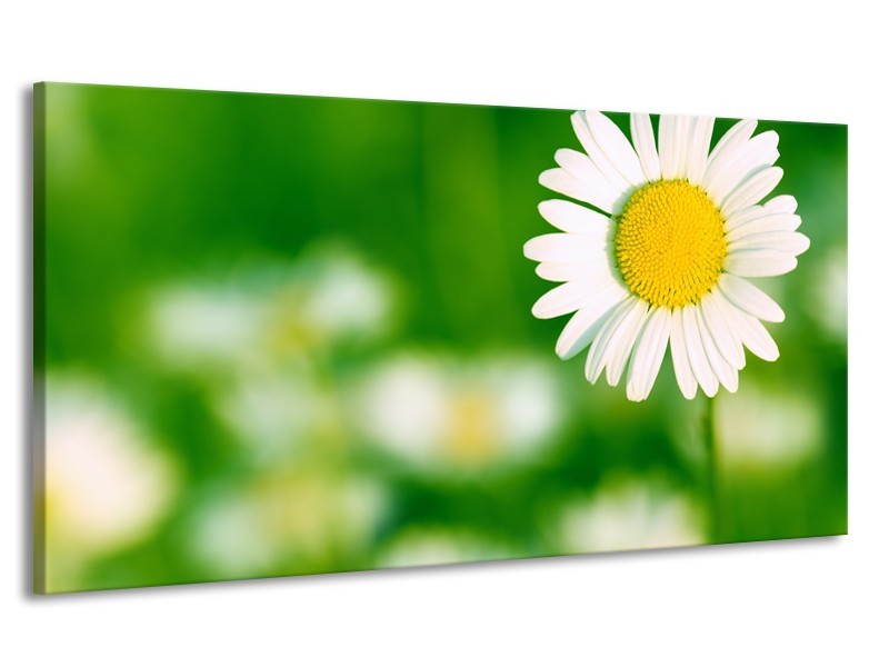 Canvas Schilderij Madeliefje, Bloemen | Groen, Wit, Geel | 170x90cm 1Luik