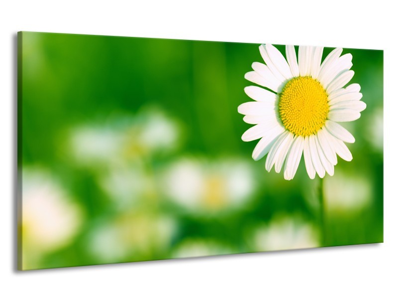 Canvas Schilderij Madeliefje, Bloemen | Groen, Wit, Geel | 190x100cm 1Luik