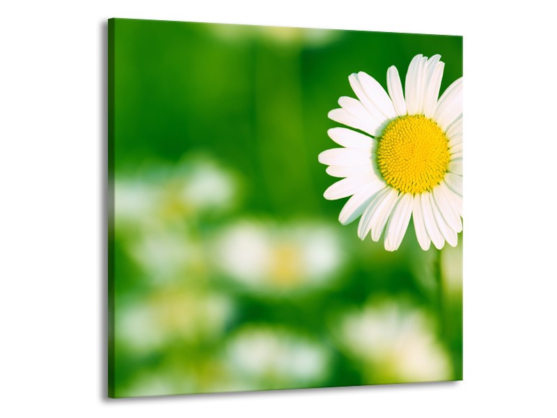 Canvas Schilderij Madeliefje, Bloemen | Groen, Wit, Geel | 50x50cm 1Luik