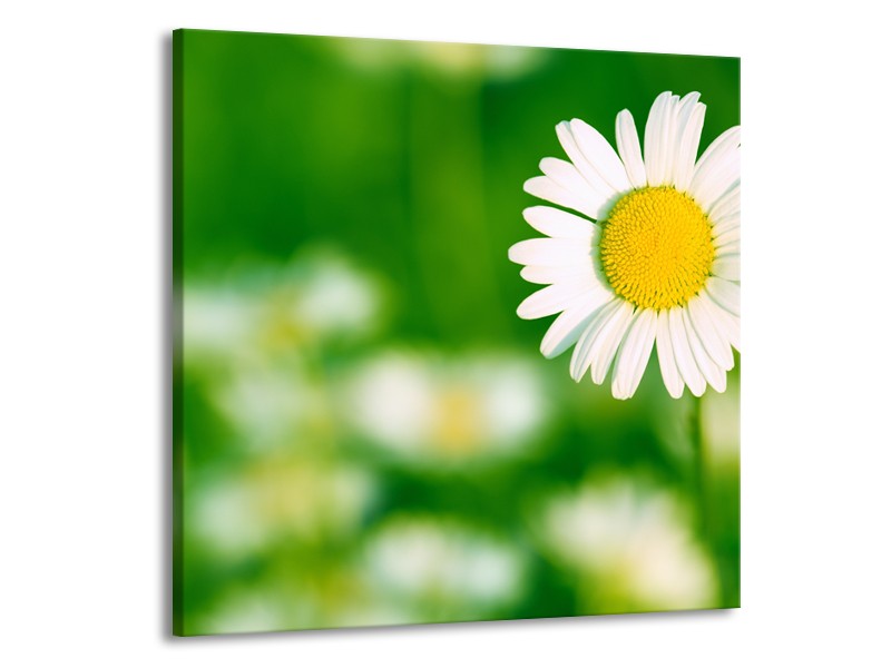 Glasschilderij Madeliefje, Bloemen | Groen, Wit, Geel | 70x70cm 1Luik