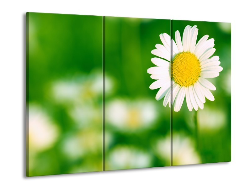 Canvas Schilderij Madeliefje, Bloemen | Groen, Wit, Geel | 60x90cm 3Luik