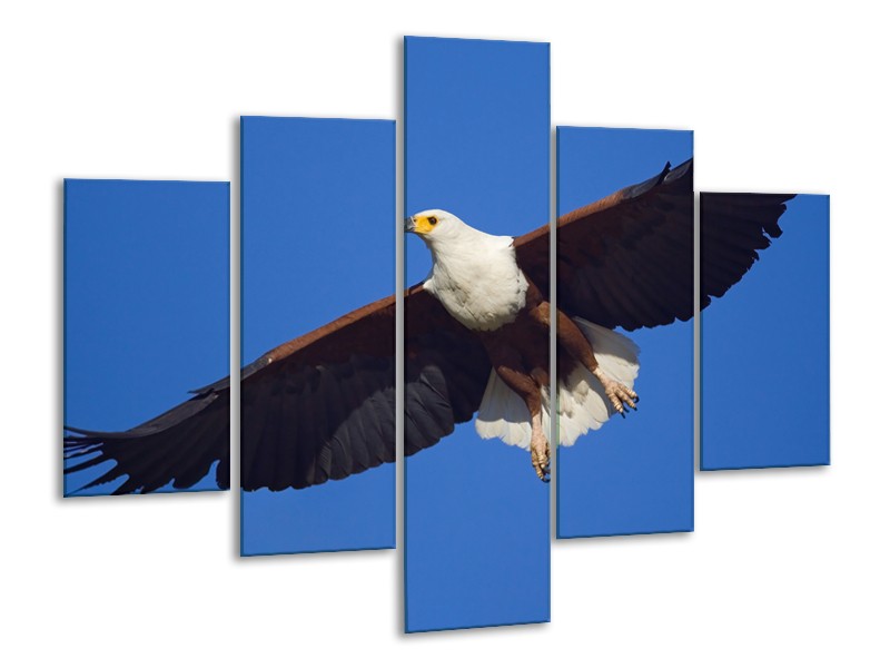 Canvas Schilderij Adelaar, Vogel | Blauw, Wit, Zwart | 100x70cm 5Luik