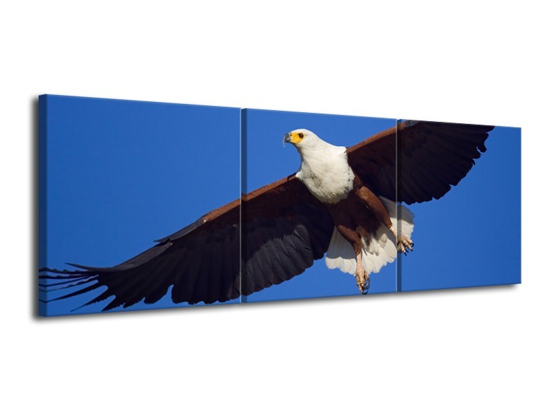 Canvas Schilderij Adelaar, Vogel | Blauw, Wit, Zwart | 120x40cm 3Luik