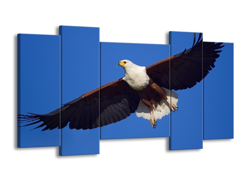 Canvas Schilderij Adelaar, Vogel | Blauw, Wit, Zwart | 120x65cm 5Luik