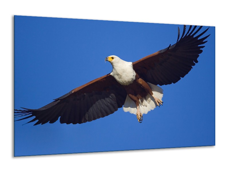 Canvas Schilderij Adelaar, Vogel | Blauw, Wit, Zwart | 120x70cm 1Luik