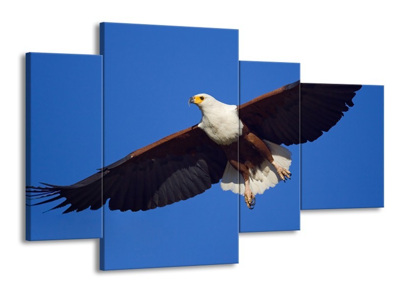 Glasschilderij Adelaar, Vogel | Blauw, Wit, Zwart | 120x75cm 4Luik