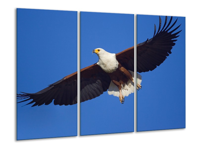 Canvas Schilderij Adelaar, Vogel | Blauw, Wit, Zwart | 120x80cm 3Luik