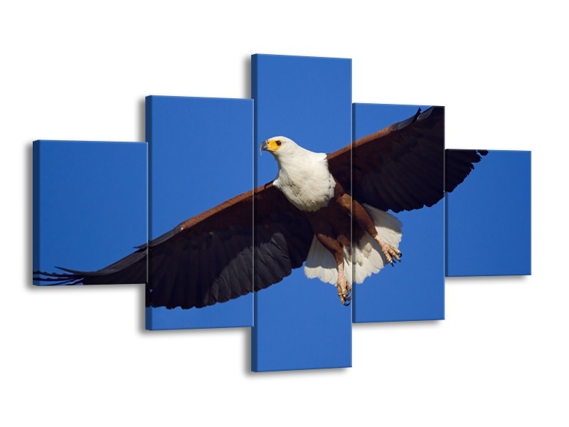 Canvas Schilderij Adelaar, Vogel | Blauw, Wit, Zwart | 125x70cm 5Luik