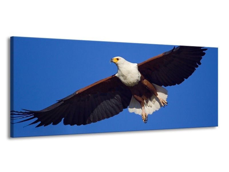 Canvas Schilderij Adelaar, Vogel | Blauw, Wit, Zwart | 145x58cm 1Luik