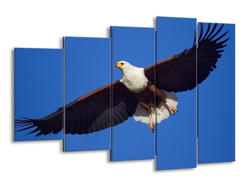 Canvas Schilderij Adelaar, Vogel | Blauw, Wit, Zwart | 150x100cm 5Luik