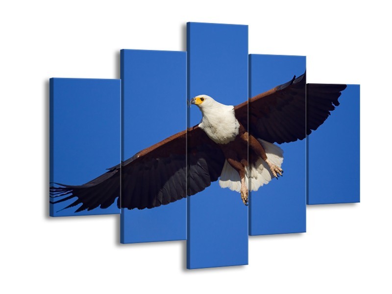 Canvas Schilderij Adelaar, Vogel | Blauw, Wit, Zwart | 150x105cm 5Luik